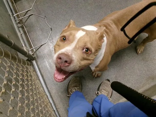 An adult medium-sized female Pit Bull Terrier dog named Freya for adoption in Huntsville, AL