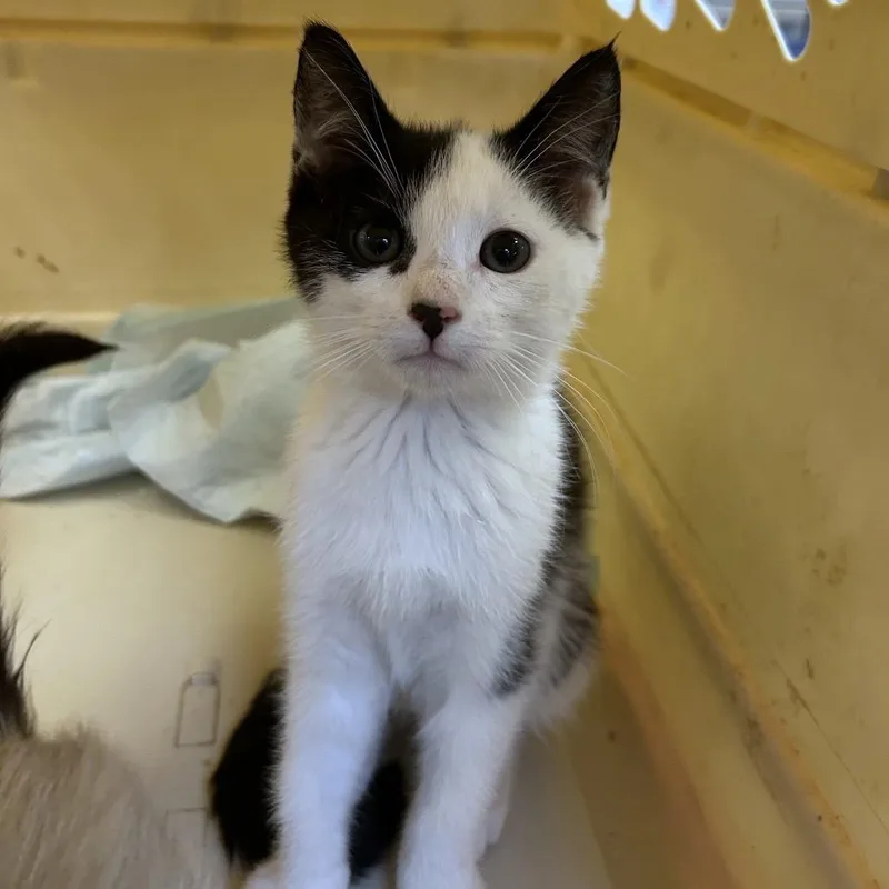 A baby small-sized male Black Domestic Short Hair cat named Kamden for adoption in Ojai, CA