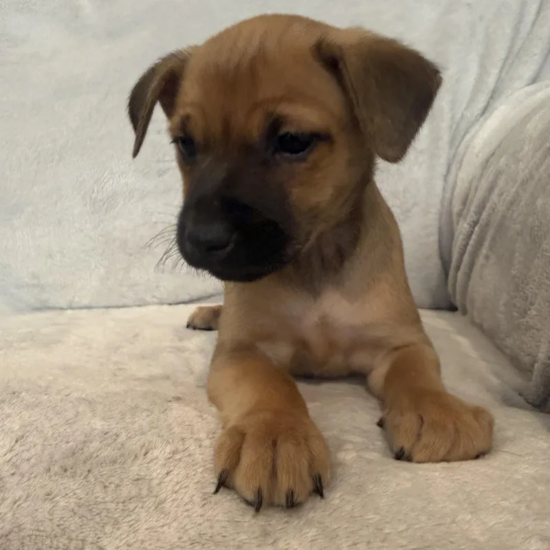 A baby small-sized female Brown / Chocolate Border Terrier dog named Rebeca for adoption in San Diego, CA