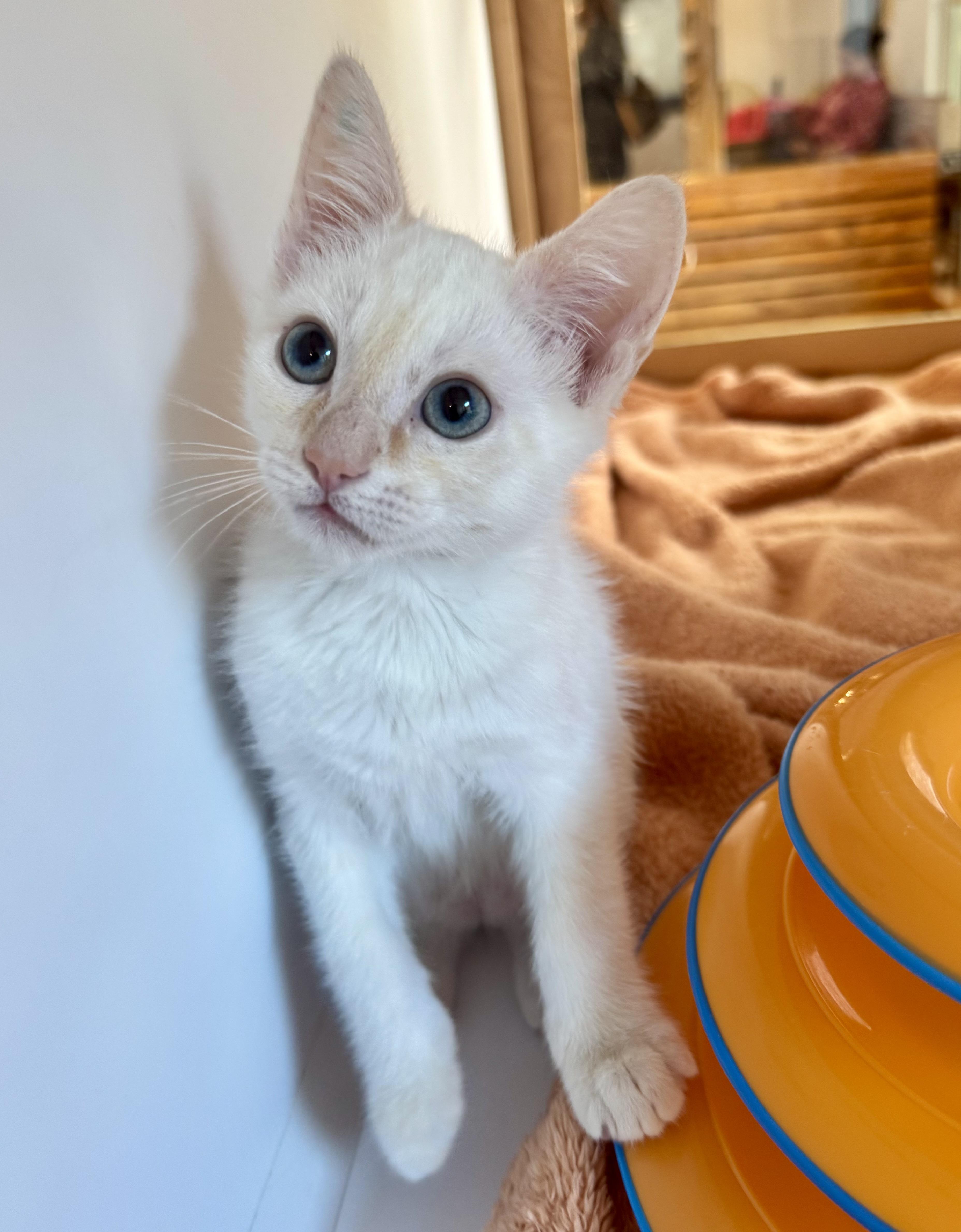 Hashbrown thumbnail 3