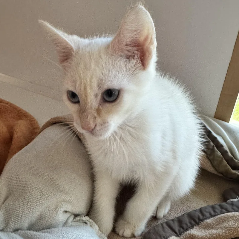 Hashbrown thumbnail 5