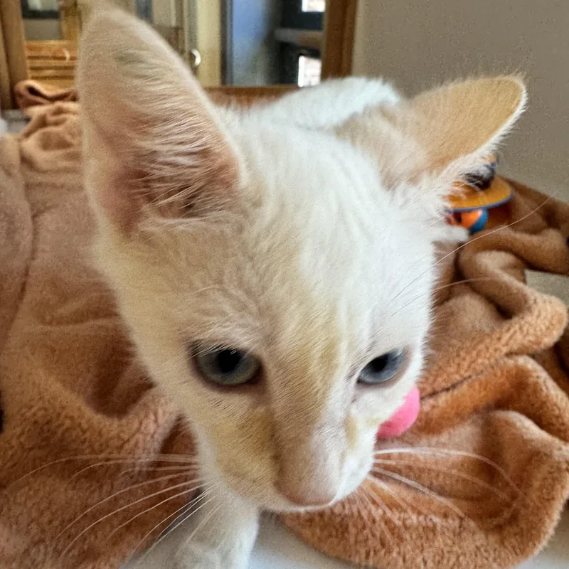 Hashbrown thumbnail 6