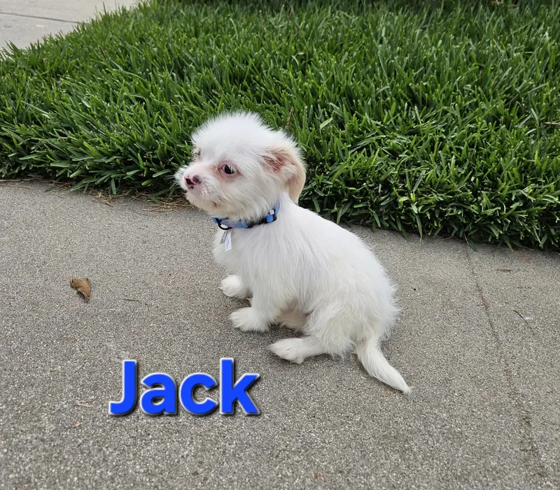 Jack