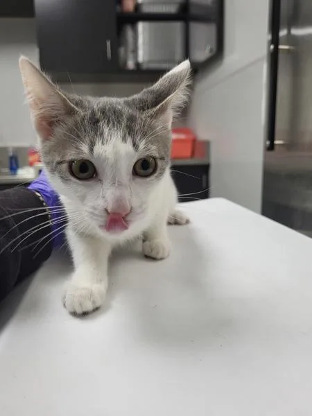 A baby small-sized female Domestic Short Hair cat named If Penny for adoption in Lawrenceville, GA