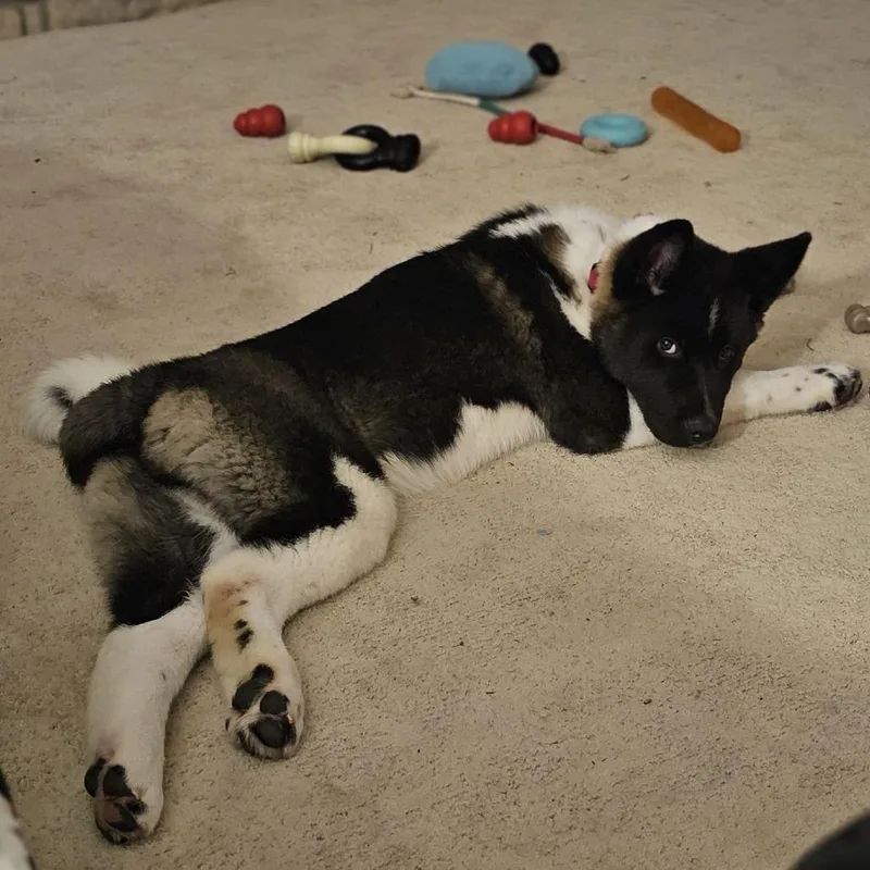 A baby large-sized male Akita dog named Bolt for adoption in Cincinnati, OH