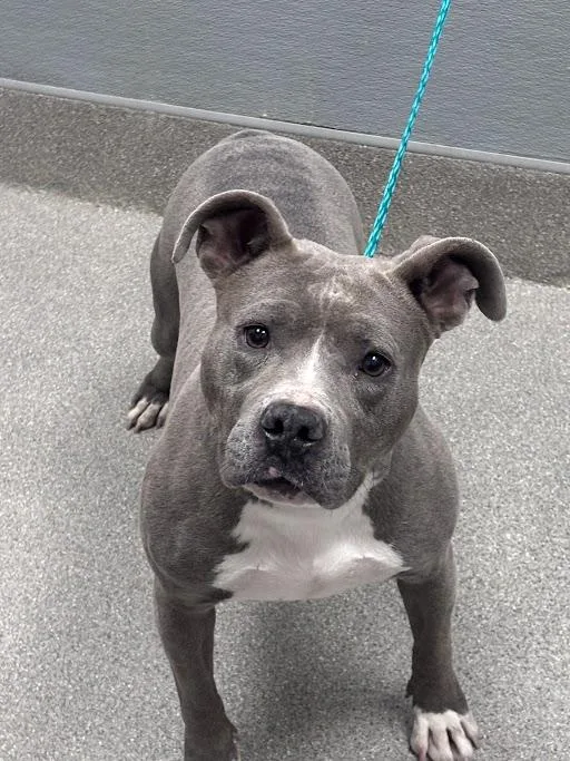 An adult large-sized female Pit Bull Terrier dog named Mel for adoption in Las Vegas, NV