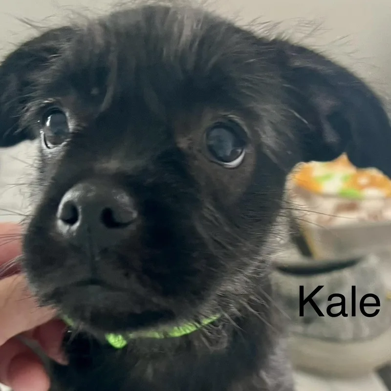 Kale