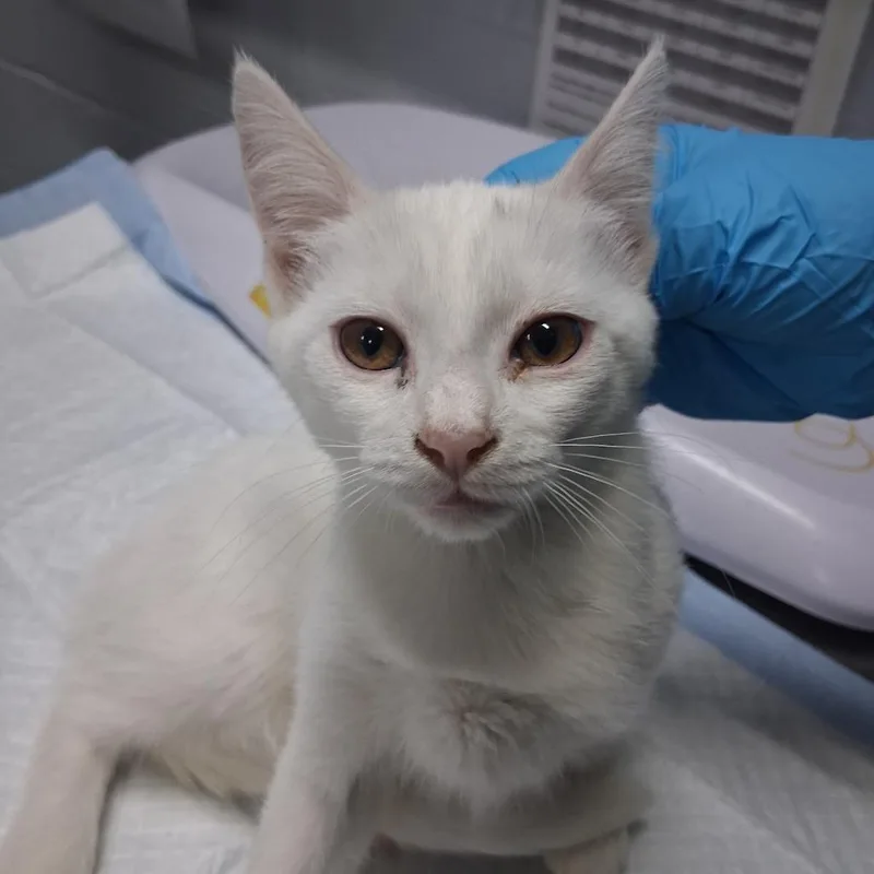 A baby small-sized female White Domestic Short Hair cat named Pearl for adoption in Summerville, SC