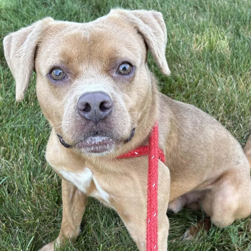 A young medium-sized male Terrier dog named Spinner for adoption in North Syracuse, NY