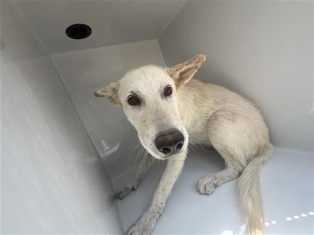 An adult large-sized male Labrador Retriever dog named A for adoption in Houston, TX