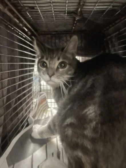 A young small-sized male Domestic Short Hair cat named Jalapeno for adoption in Van Nuys, CA