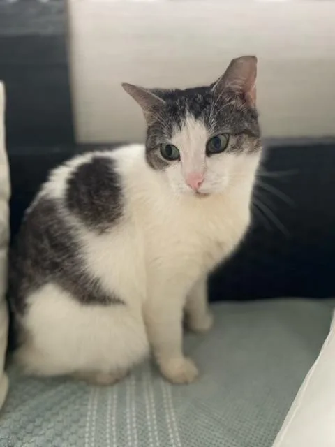 An adult medium-sized female Gray & White Domestic Short Hair cat named Luna for adoption in Boca Raton, FL
