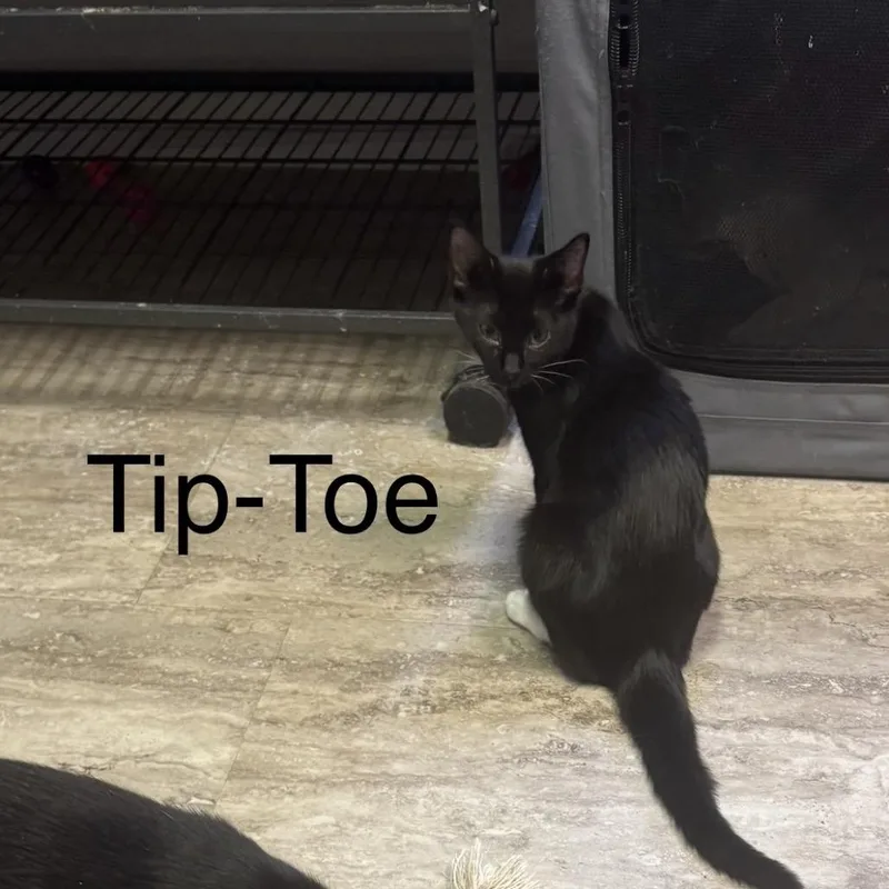 Tiptoe thumbnail 2