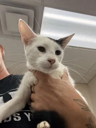 A baby small-sized female Domestic Short Hair cat named Rosemary for adoption in Palm Coast, FL