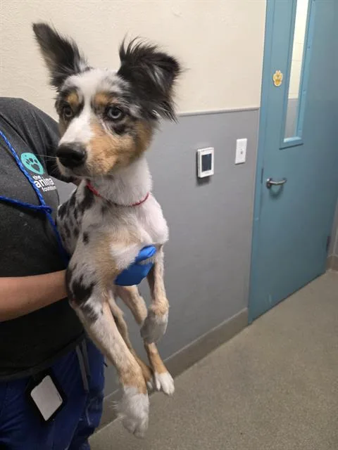 A young medium-sized female Australian Shepherd dog named Lizzie for adoption in Las Vegas, NV