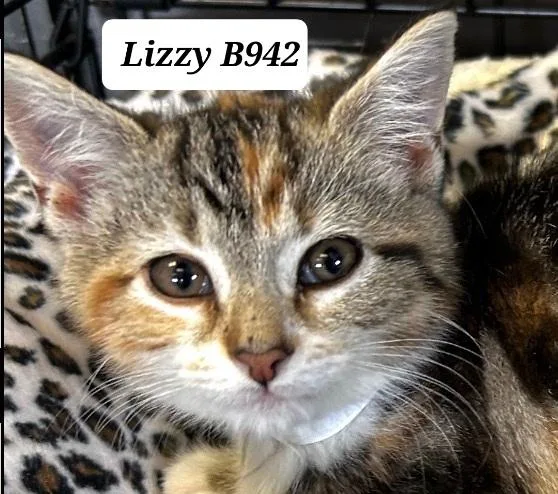 Lizzy
