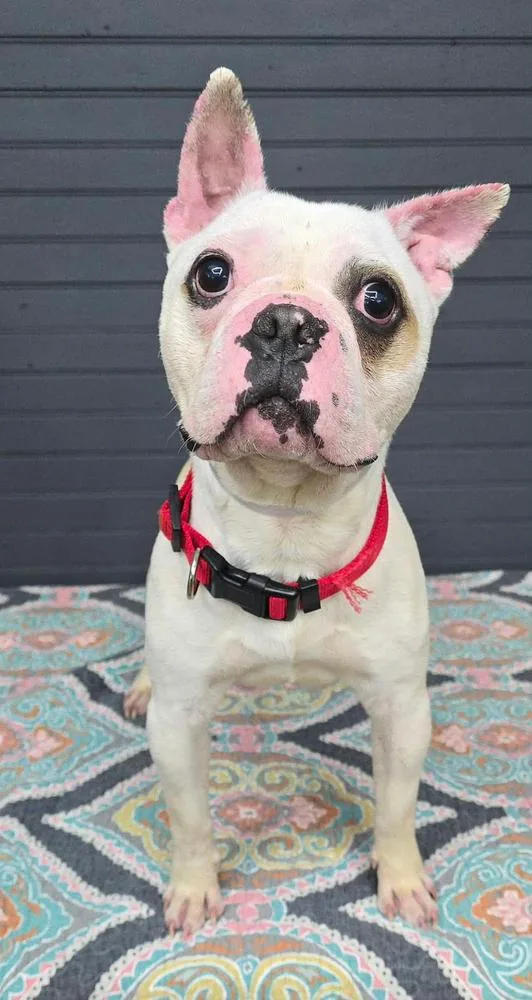 A young small-sized female French Bulldog dog named Jagger for adoption in Manhattan, NY