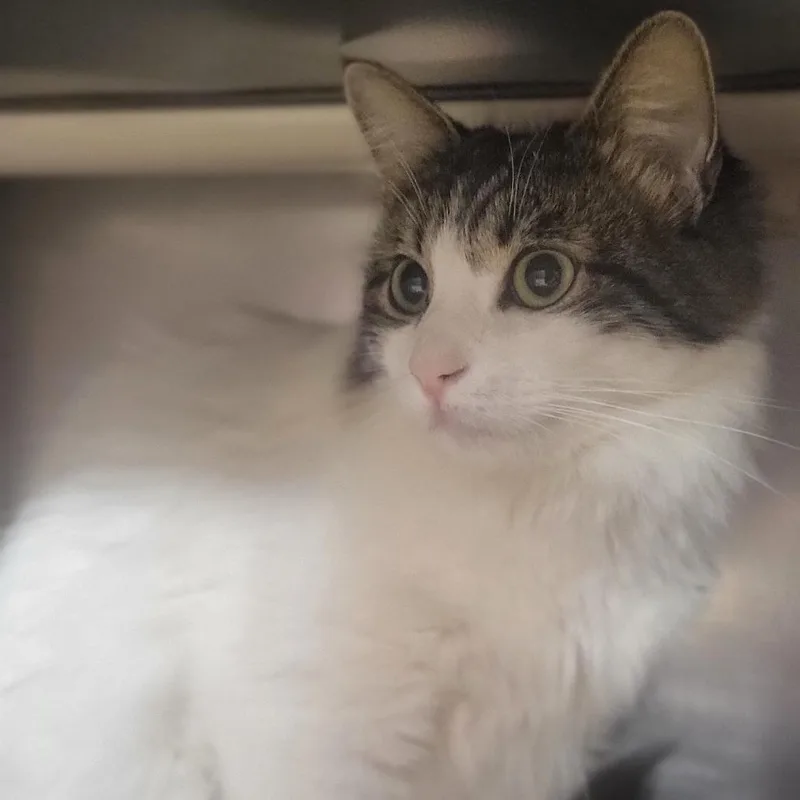 A young medium-sized male Brown / Chocolate Domestic Medium Hair cat named Big Buddy for adoption in Austin, TX