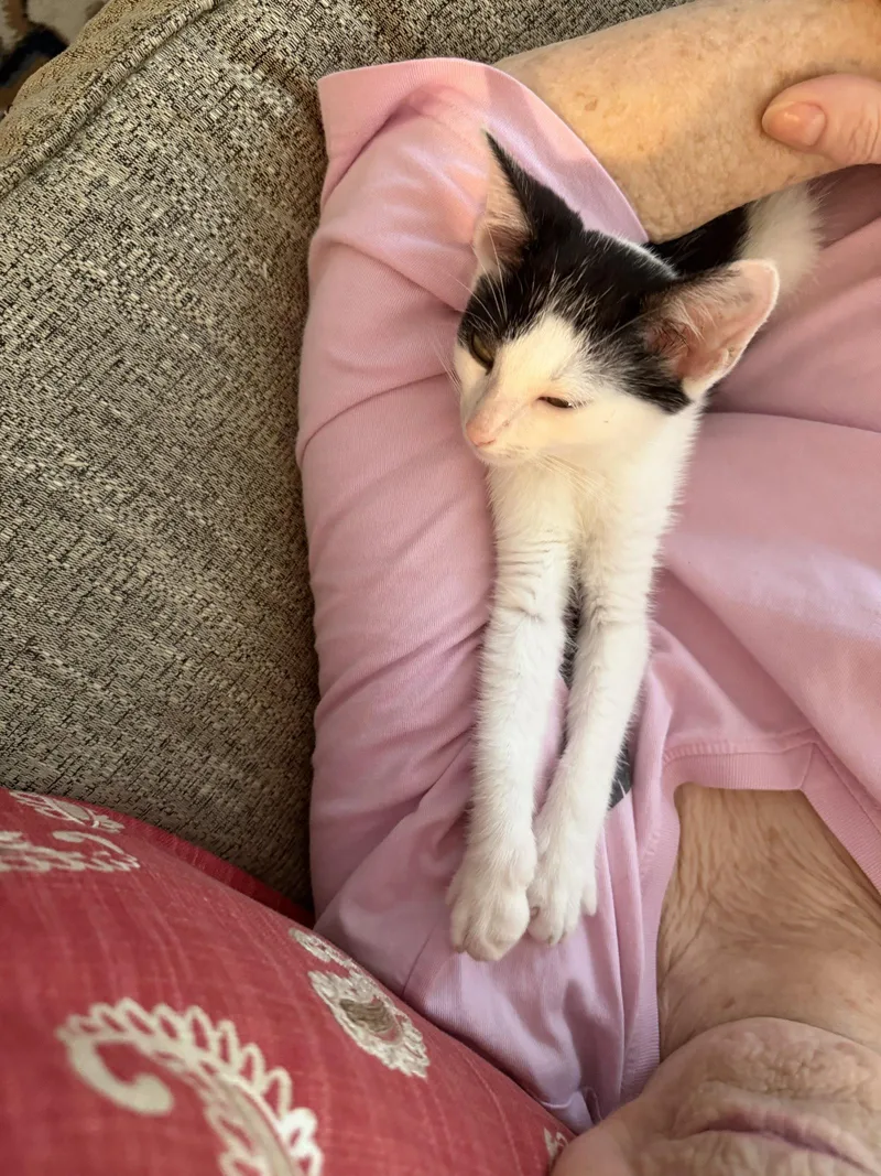 A young medium-sized male Black & White / Tuxedo Domestic Short Hair cat named Coal Bucket for adoption in Camden, SC