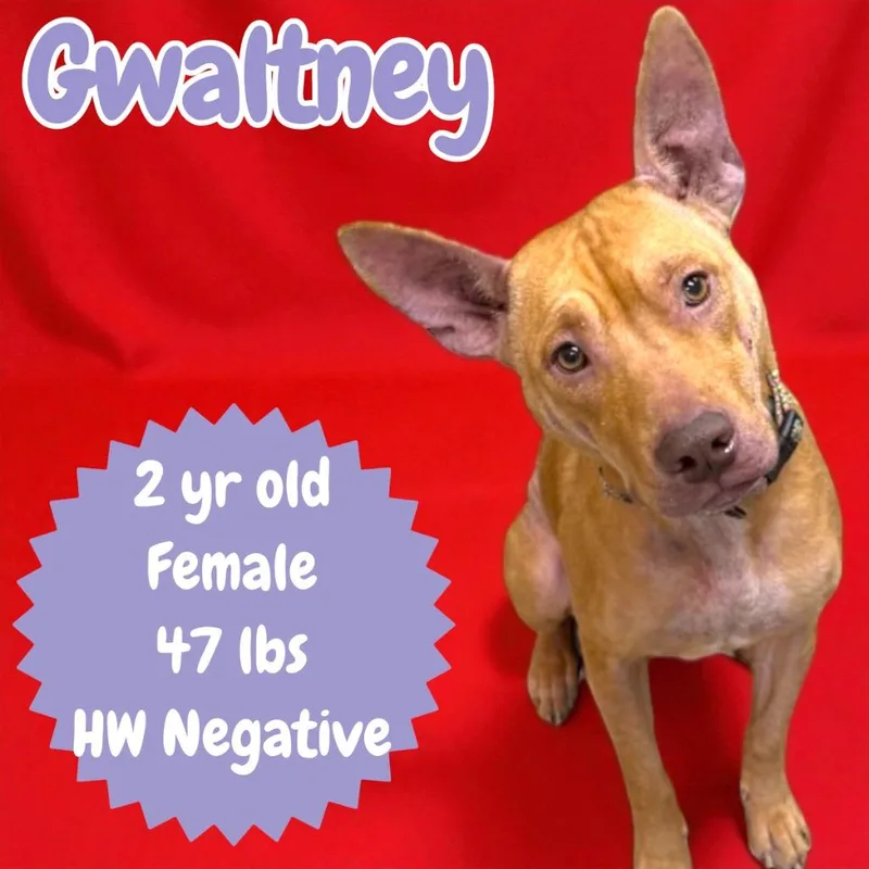 Gwaltney thumbnail 4