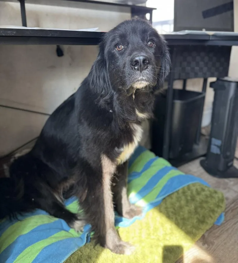 A young large-sized female Black Newfoundland Dog dog named Cassy for adoption in China Township, MI