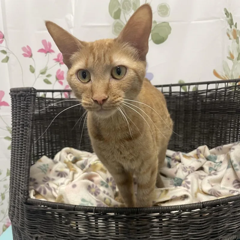 A young medium-sized female Orange / Red Domestic Short Hair cat named Annie for adoption in Henderson, NV