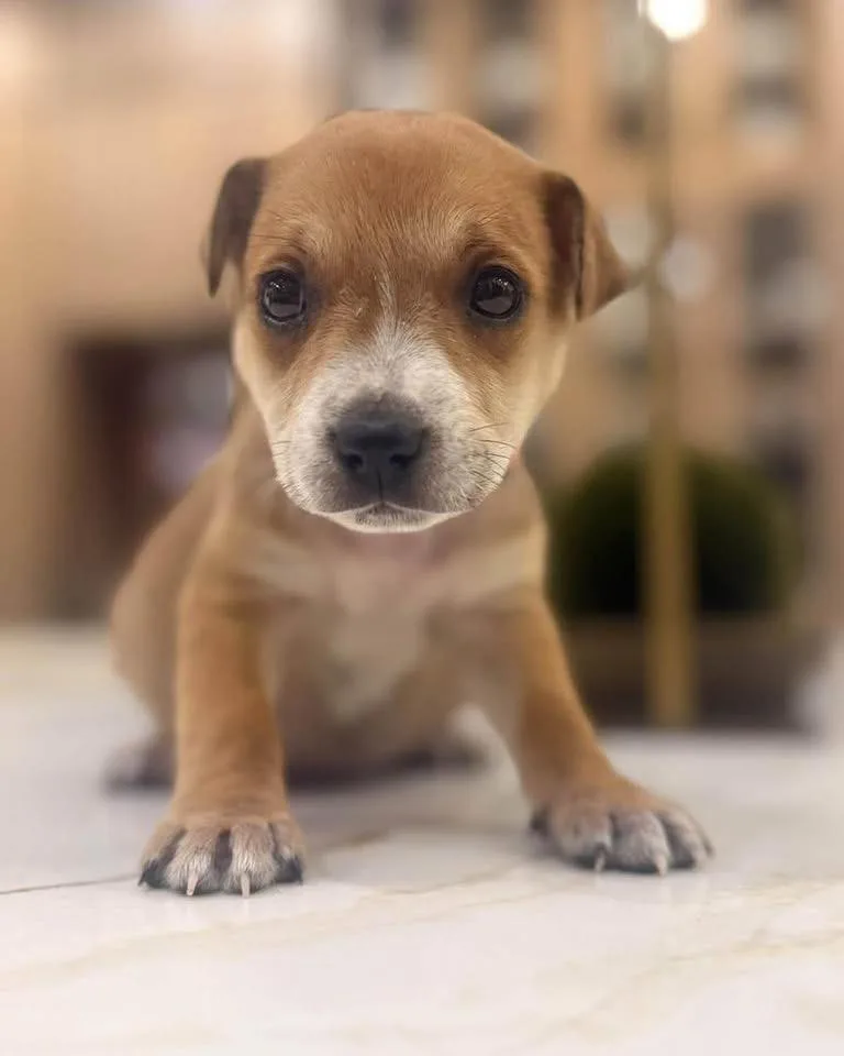 A baby medium-sized female Brown / Chocolate Terrier dog named Piper for adoption in Mount Juliet, TN