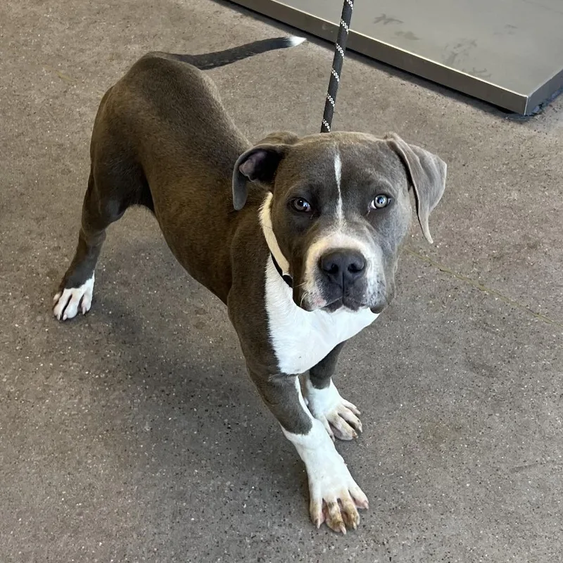 A young large-sized male Gray / Blue / Silver Mixed Breed dog named Ryder for adoption in Las Cruces, NM