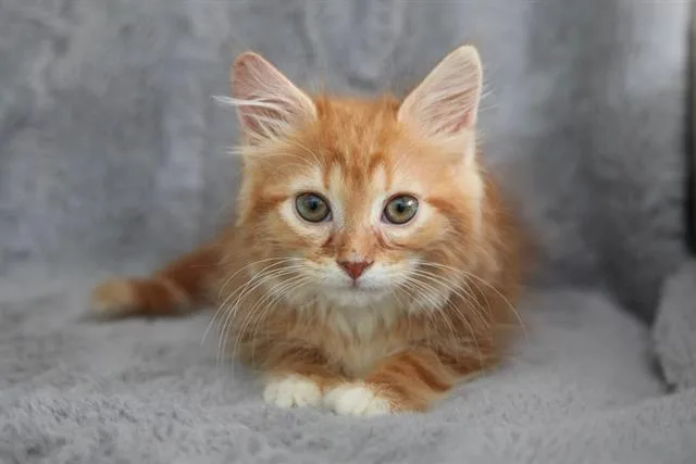 A baby small-sized male Domestic Medium Hair cat named Tangerine for adoption in Charlotte, NC