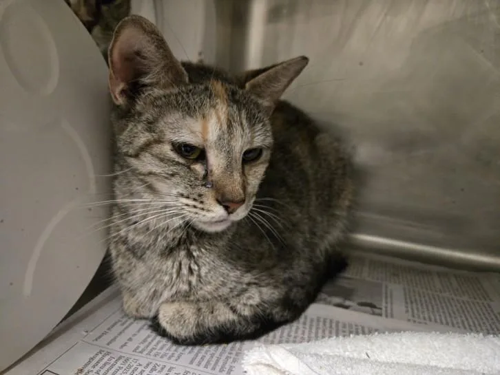 A young small-sized female Domestic Short Hair cat named Lucy for adoption in Hagerstown, MD