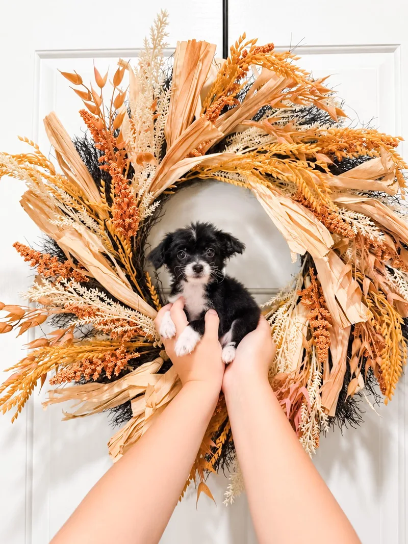 A baby small-sized male Terrier dog named Gus for adoption in Goodyear, AZ