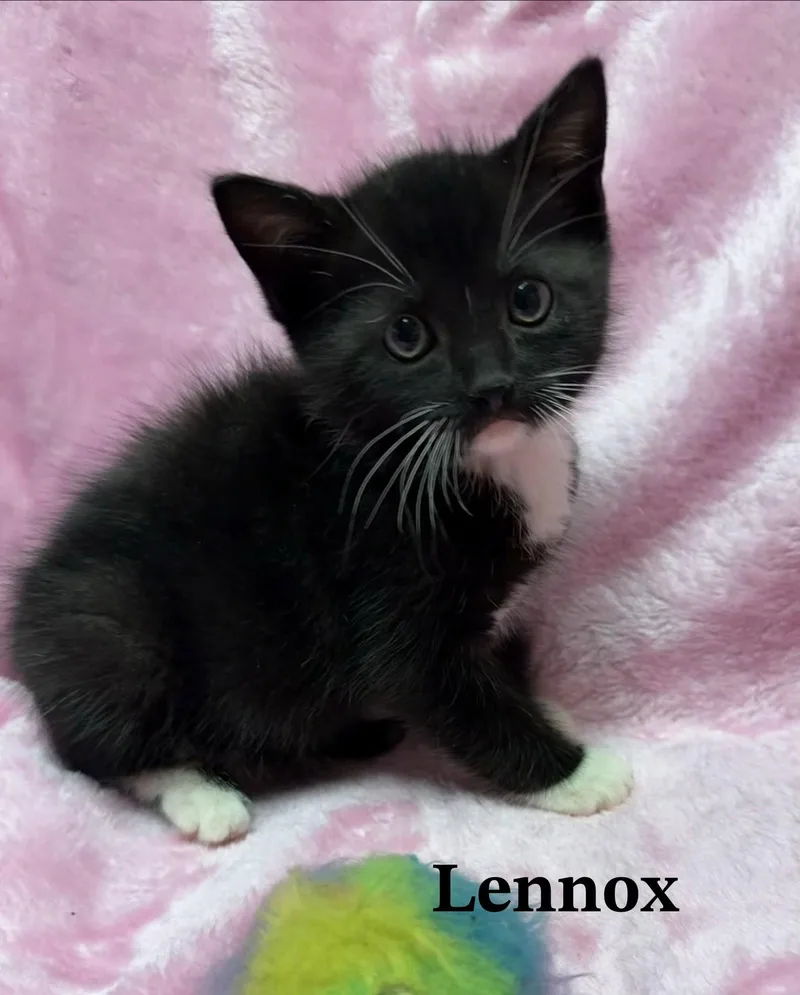 A baby medium-sized female Tuxedo cat named Lennox for adoption in Buford, GA