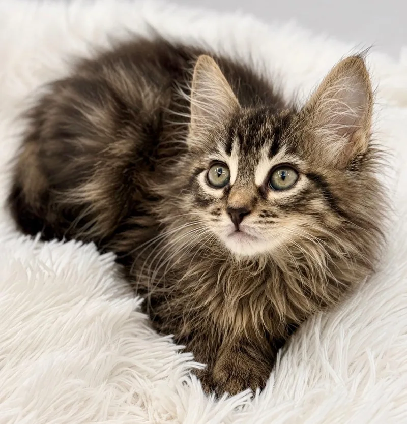 A baby medium-sized female Tabby (Brown / Chocolate) Maine Coon cat named Nameko for adoption in Covington, LA