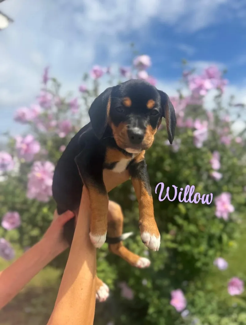 Willow