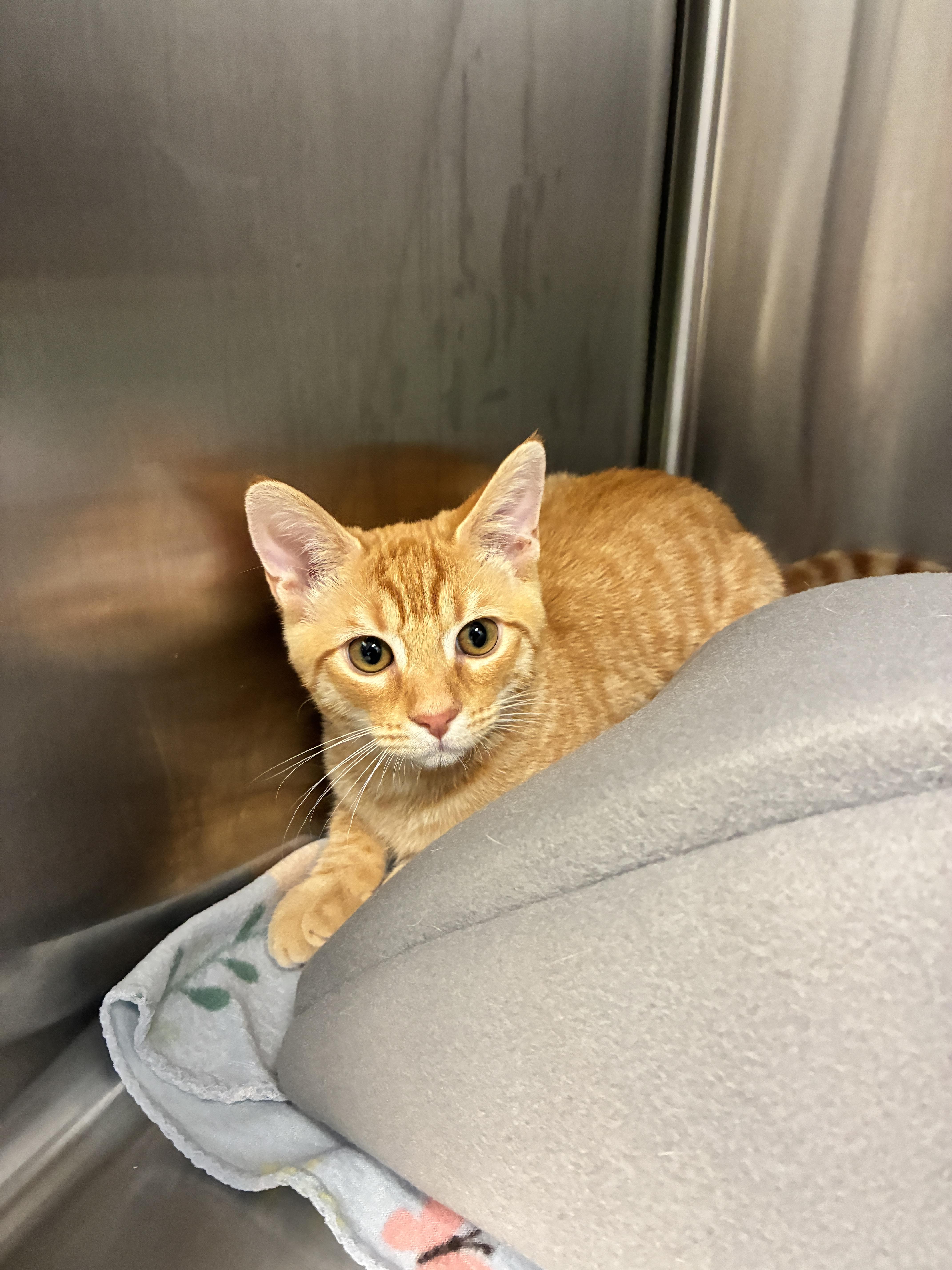 A baby small-sized male Domestic Short Hair cat named Rowan for adoption in Chico, CA