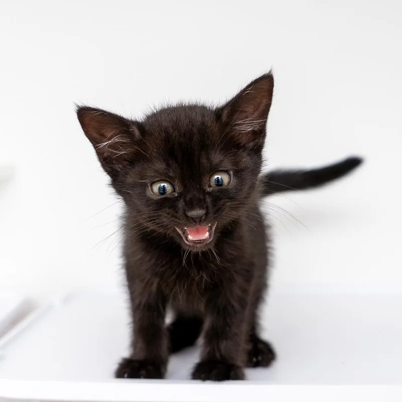 A baby small-sized male Black Domestic Short Hair cat named Bambi for adoption in New York, NY