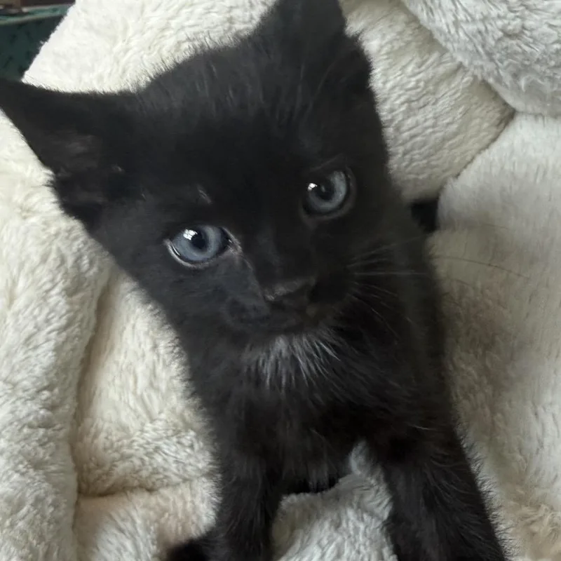 A baby small-sized male Black Domestic Short Hair cat named Paxton for adoption in Mount Juliet, TN