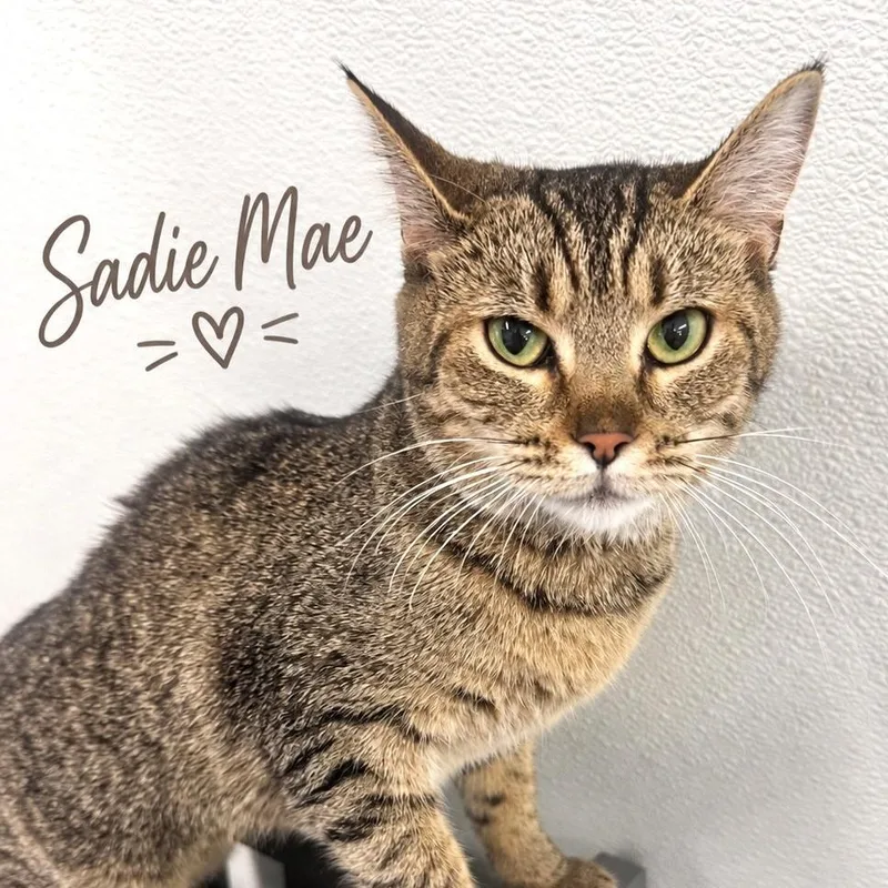 An adult medium-sized female Brown / Chocolate Domestic Short Hair cat named Sadie Mae for adoption in Brownsboro, AL
