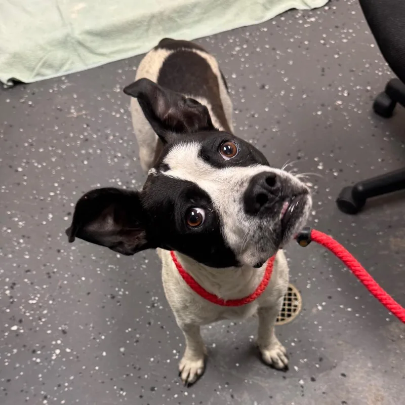 An adult medium-sized female White / Cream Mixed Breed dog named Nelly for adoption in Columbiana, AL