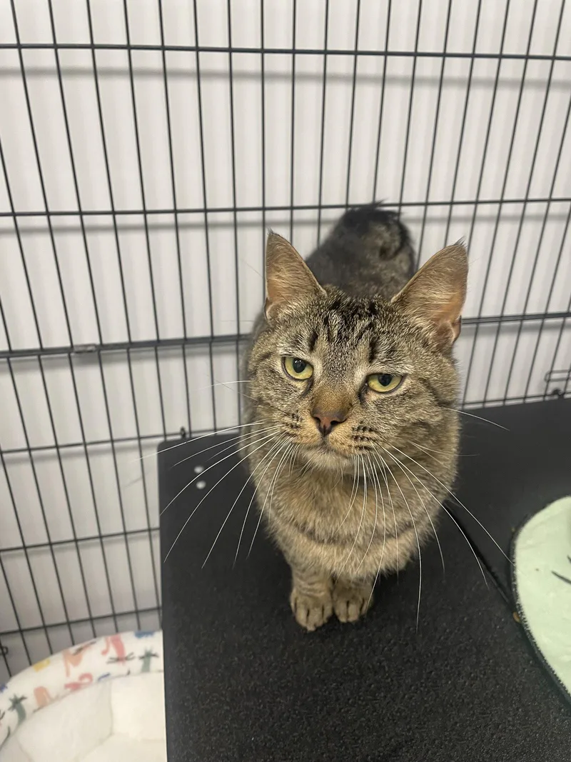 An adult medium-sized female Tabby cat named Sepia for adoption in Georgetown, KY