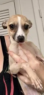 Dina