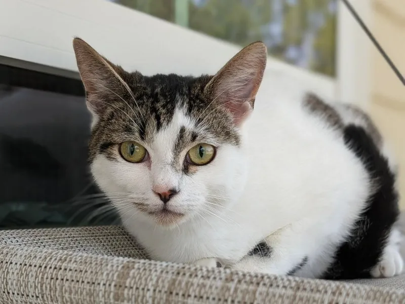 A young medium-sized male Domestic Short Hair cat named Itsy for adoption in Kingsland, GA