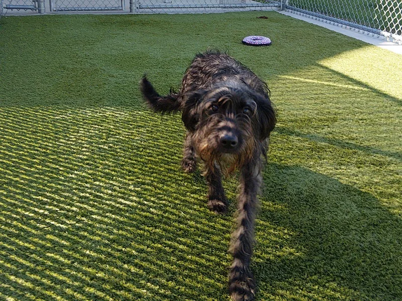 A young medium-sized male Black Wirehaired Terrier dog named Found for adoption in Liberty, MO