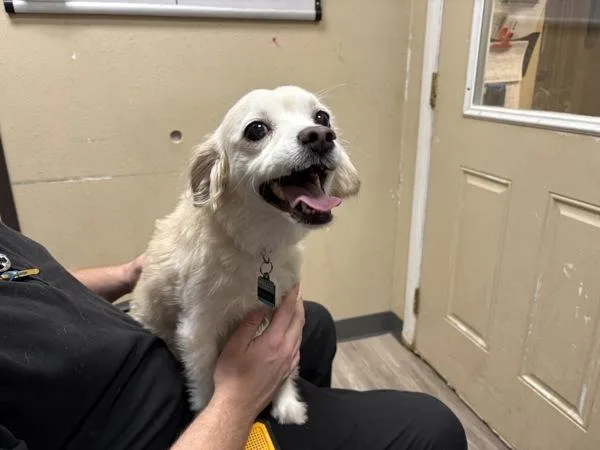 A senior small-sized female Cocker Spaniel dog named Hayley for adoption in Oceanside, CA