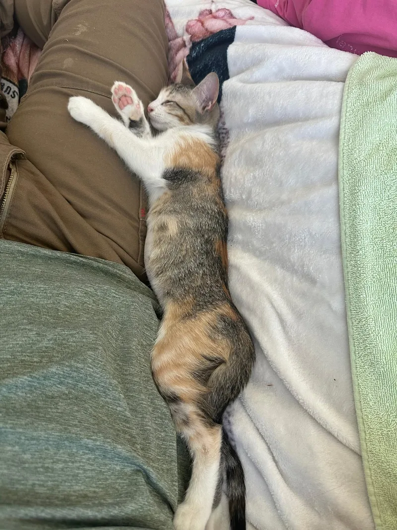 A baby medium-sized female Torbie Domestic Short Hair cat named Perogi  Riley Fuzzell for adoption in Spring, TX