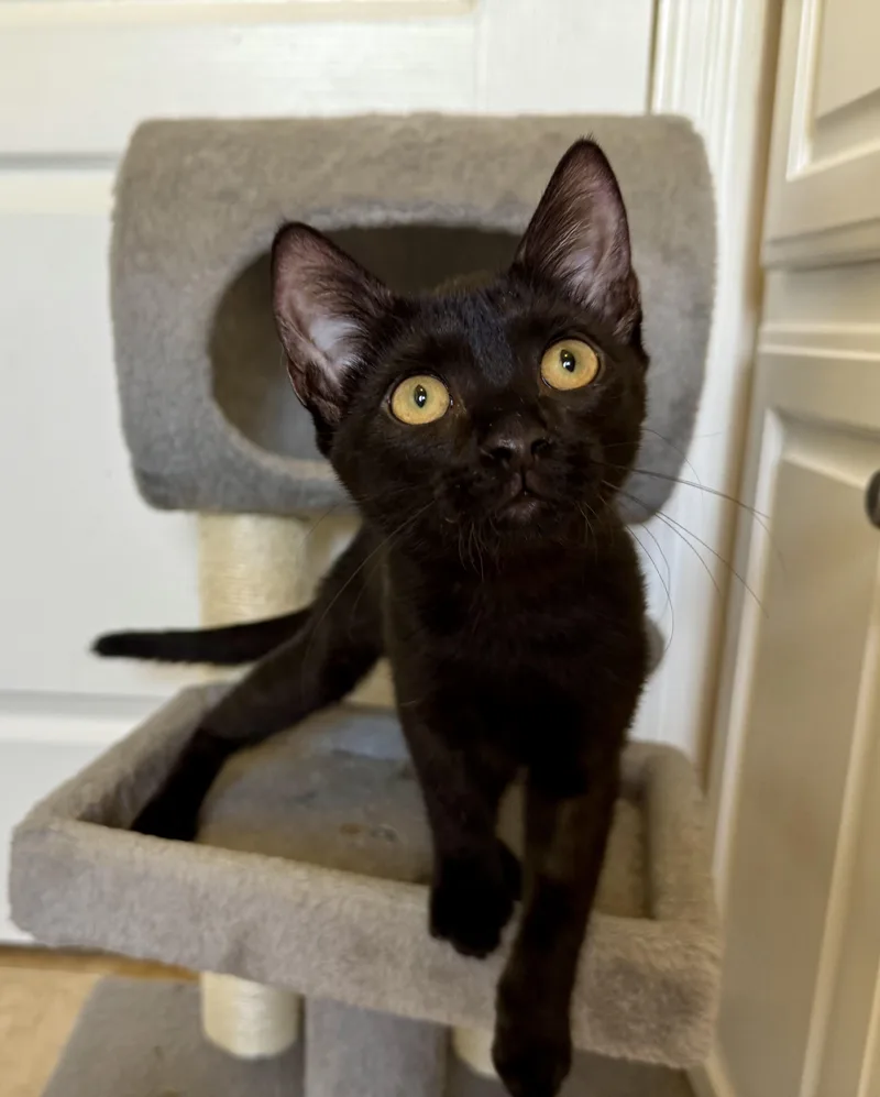 A baby medium-sized female Black Domestic Short Hair cat named Poppy for adoption in Fort Worth, TX