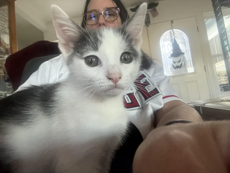A baby medium-sized female Gray / Blue / Silver Russian Blue cat named Pip & Squeak for adoption in Yorba Linda, CA