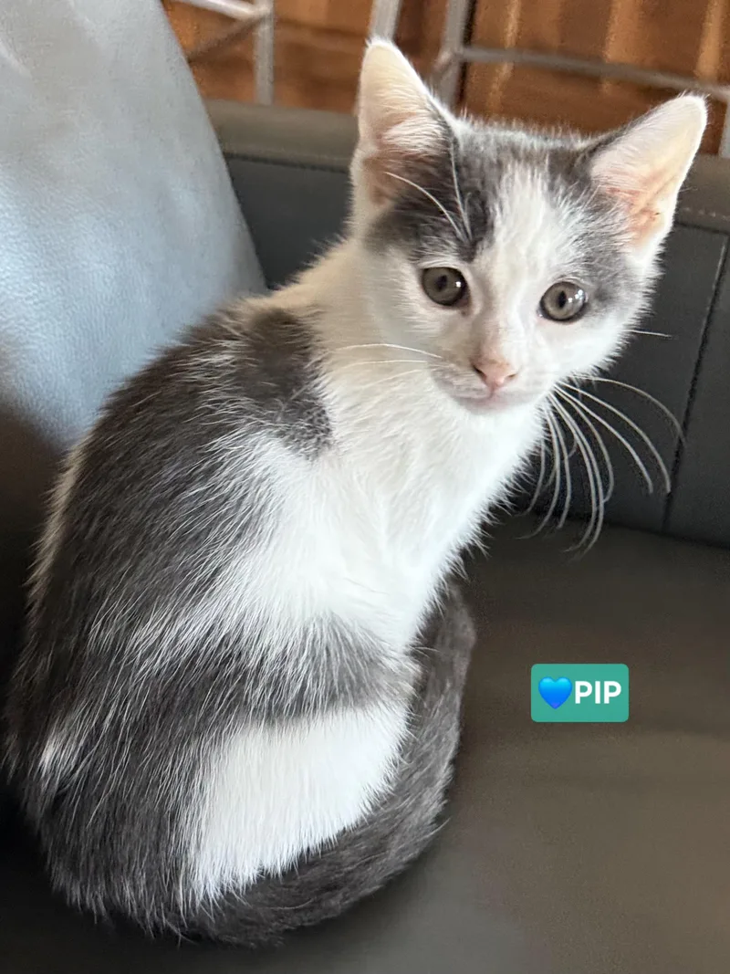 Pip & Squeak thumbnail 4