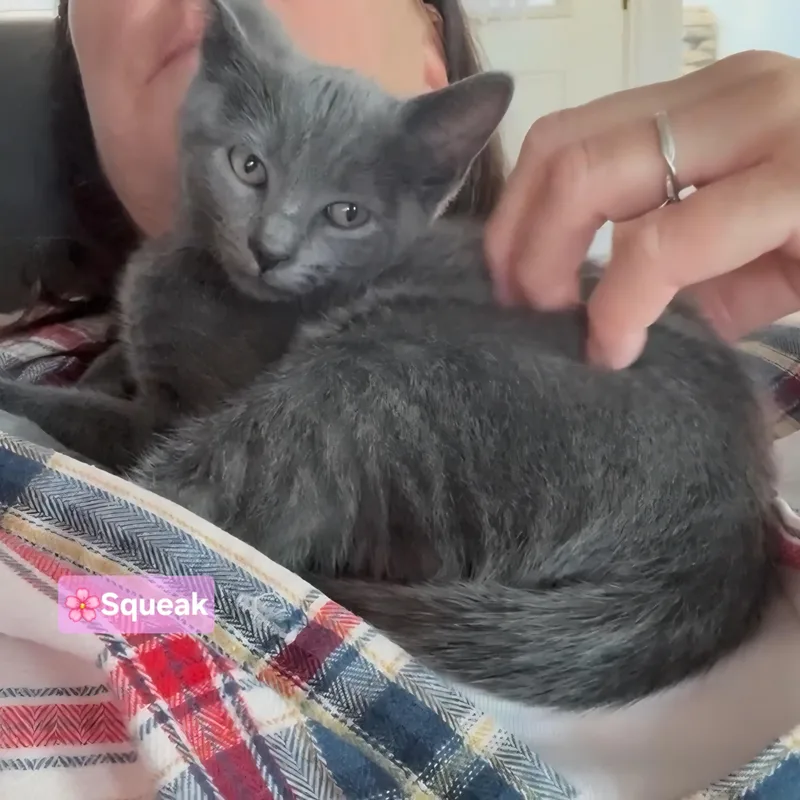 Pip & Squeak thumbnail 6