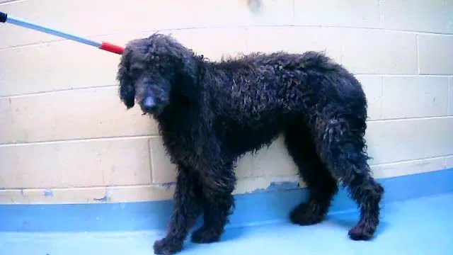 A young large-sized male Poodle dog named Creed for adoption in Tulsa, OK